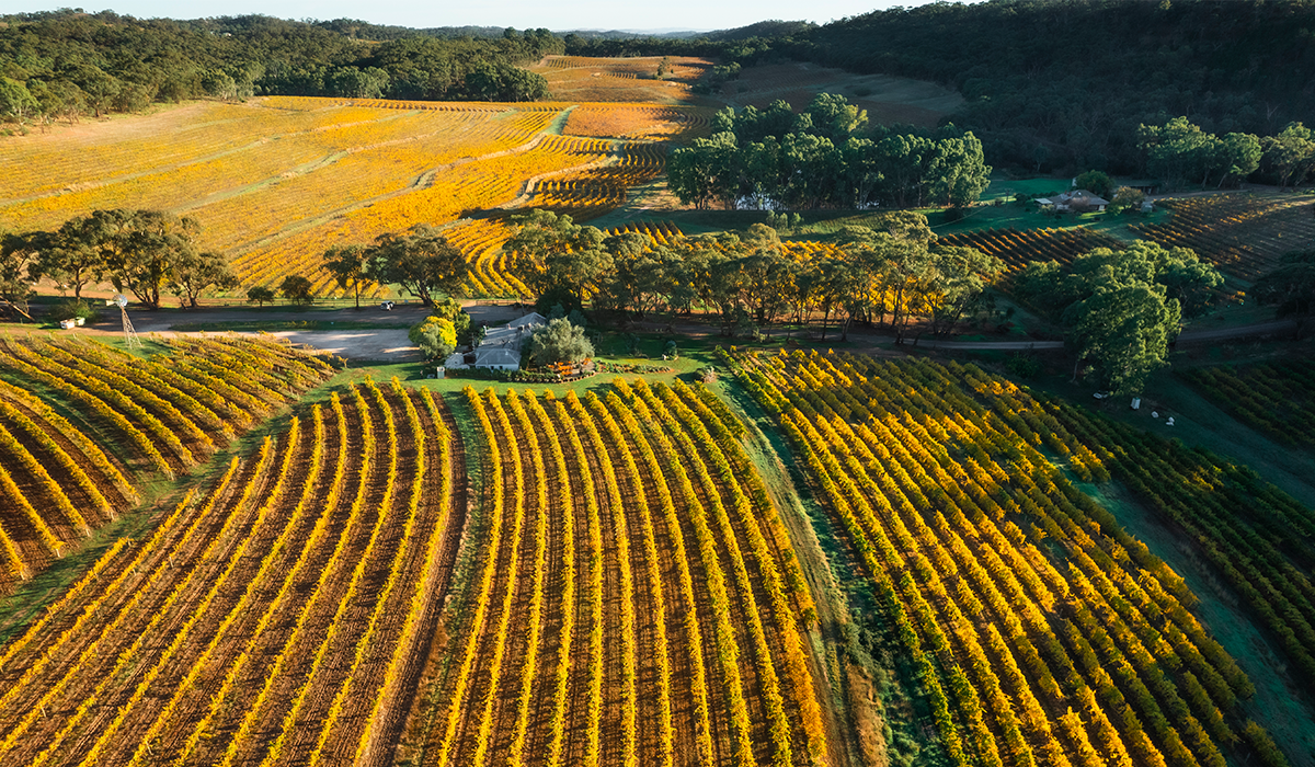 Skillogalee vineyard