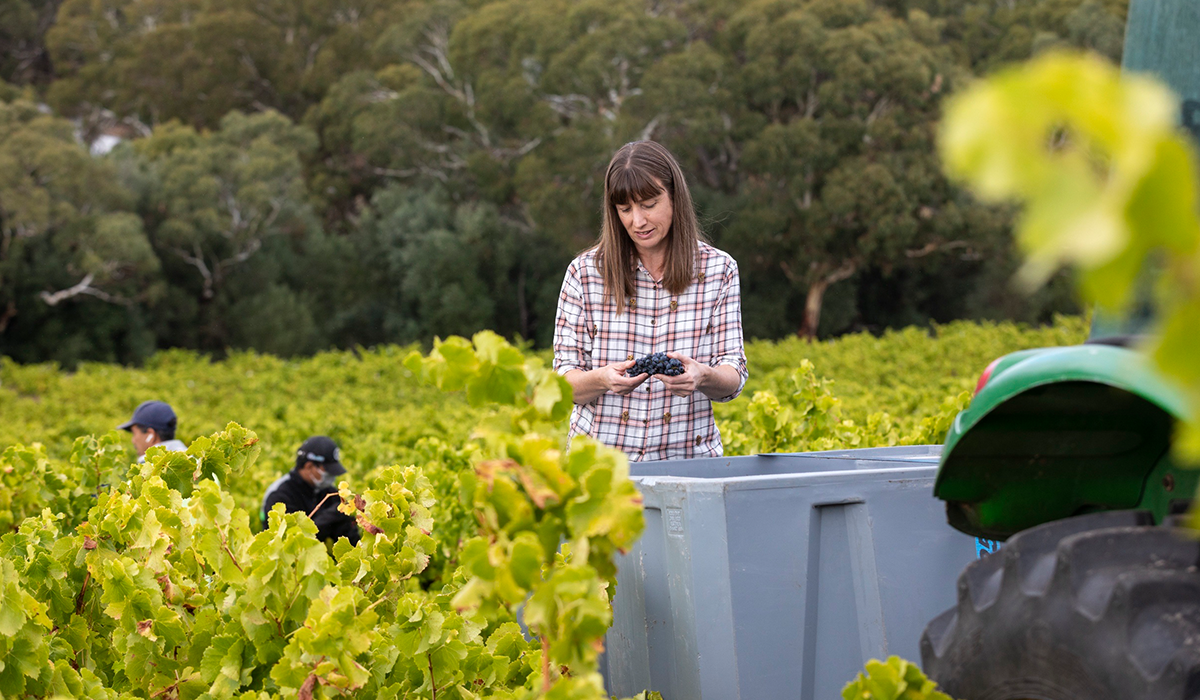 Willunga 100 winemaker