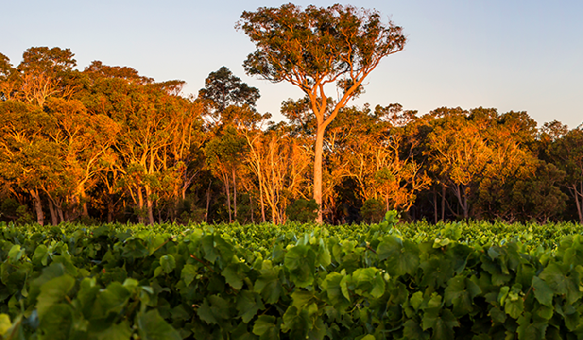 Brash vineyard