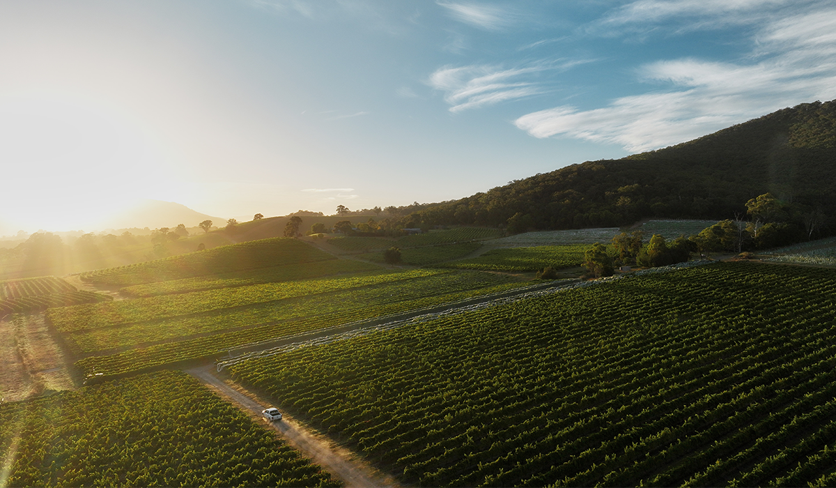 Yarra Yering vineyard