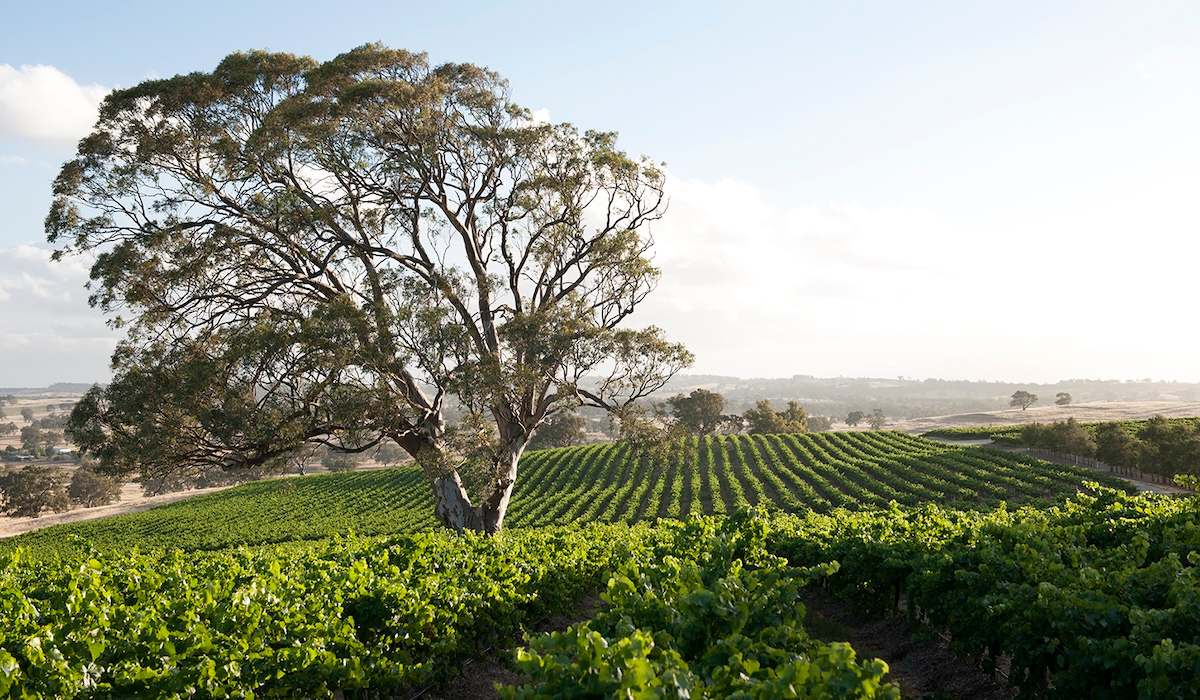 Irvine wines vineyard