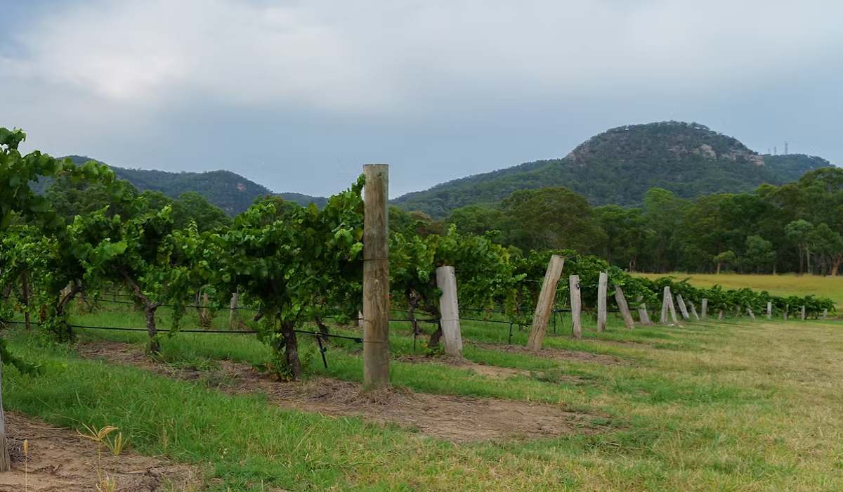 Leogate vineyard