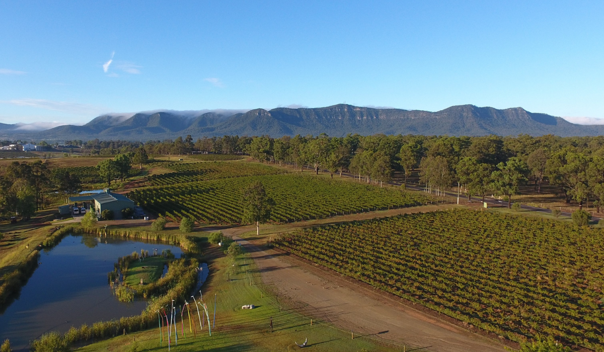 Mistletoe vineyard