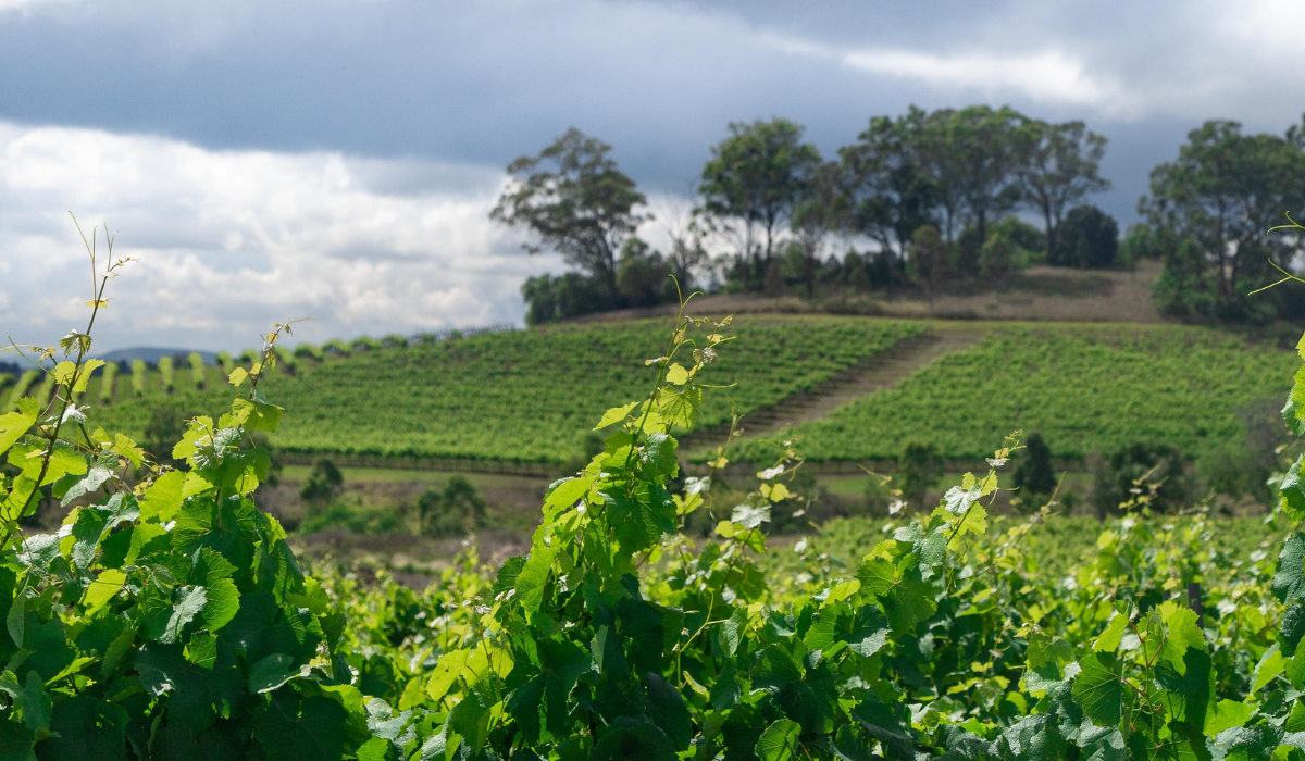 Briar Ridge vineyard