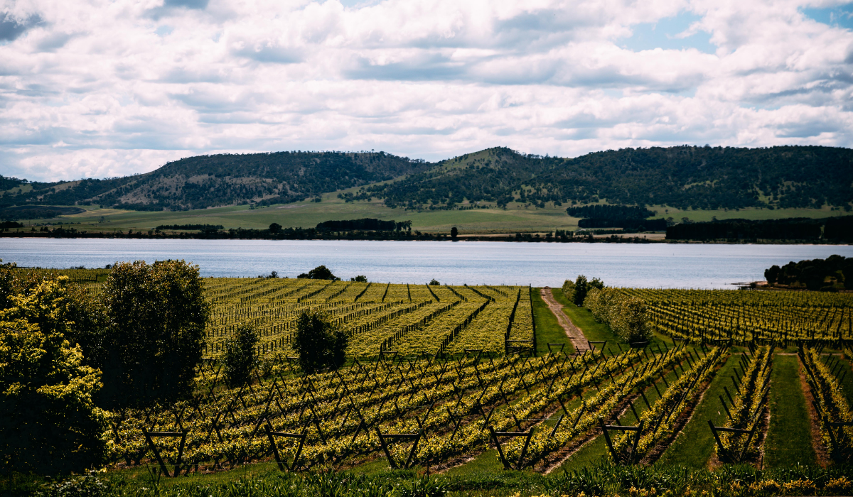 Image of Riversdale Estate vineyard 