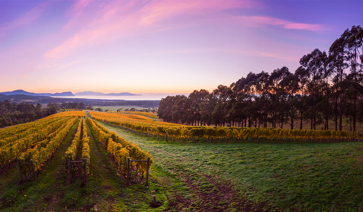 Sunset over Bream Creek vineyard