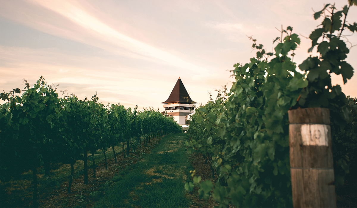 Mitchelton tower seen from the vineyard