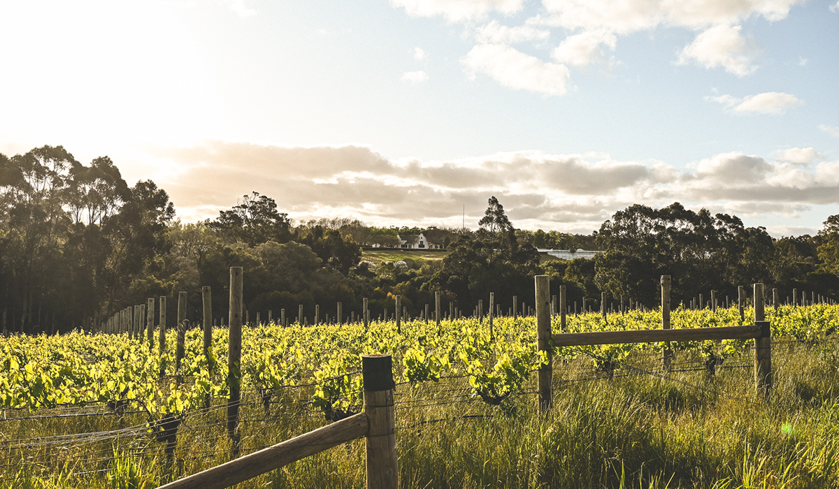 Voyager Estate vines and foreground and winery in background