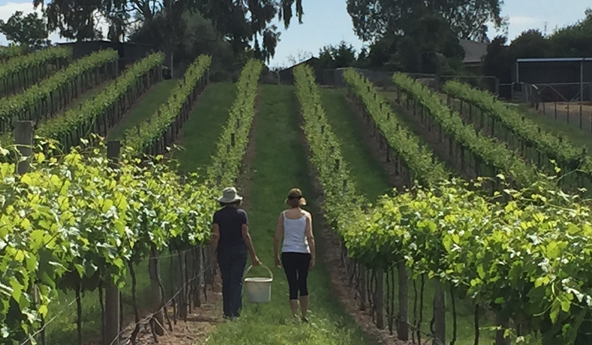Serengale vineyard