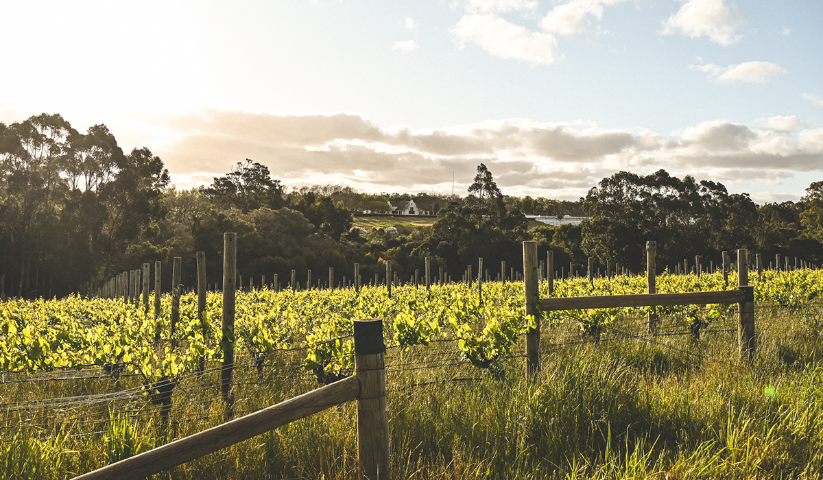 Voyager Estate vineyard