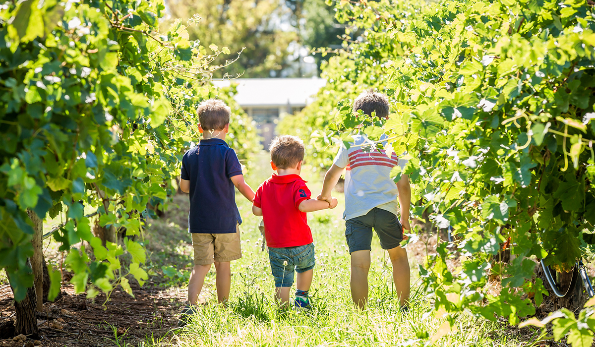 Three children hold hand in vineyard