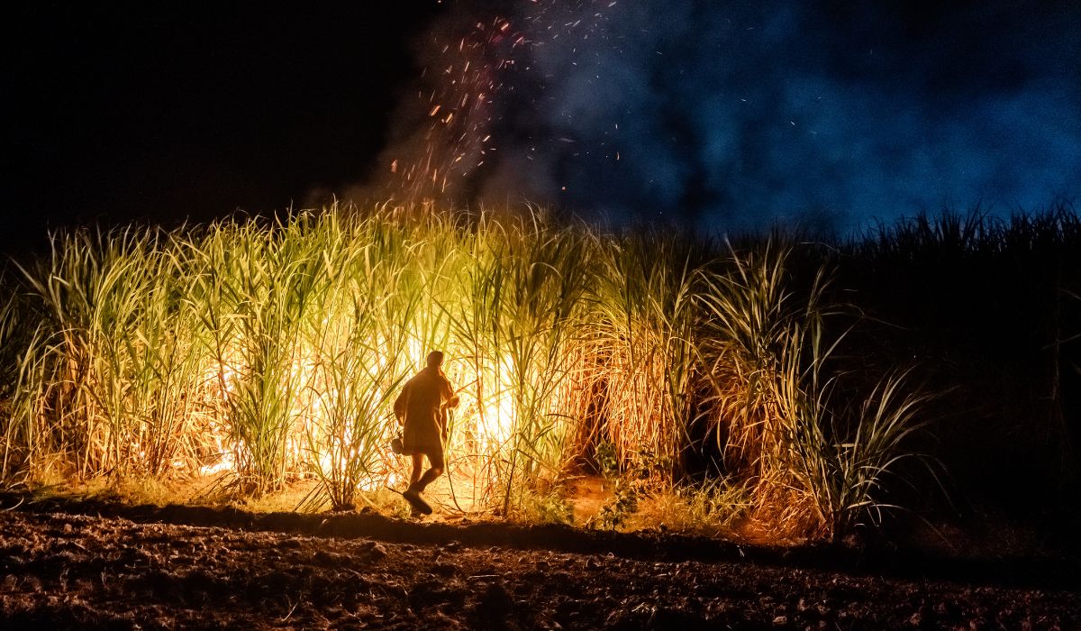 Burning sugar cane