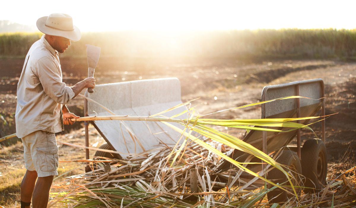 Burdekin head distiller Quentin Brival handcutting sugar cane