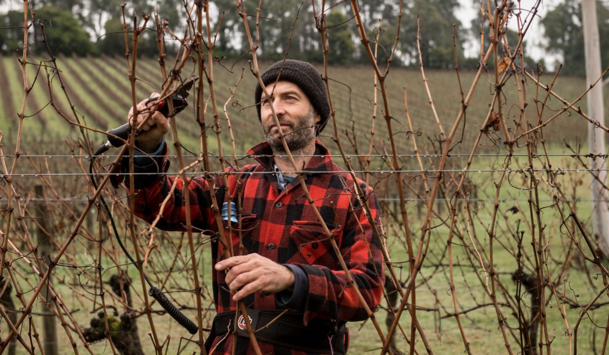 Andrew Marks pruning