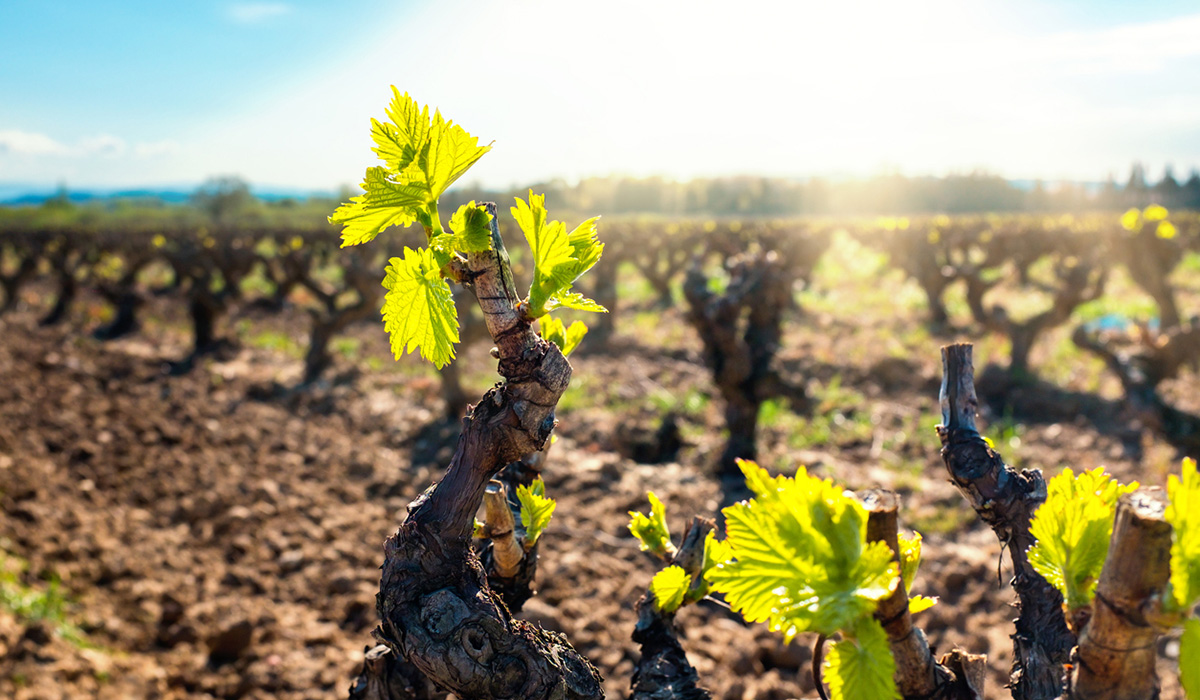 New shoots in a vineyard