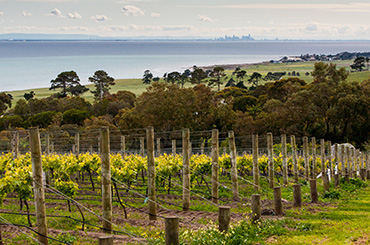 Geelong vineyard by the sea