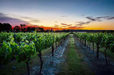 Summit Estate vineyard at sunset