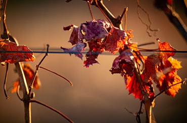 Close up of Granite Belt vines in winter