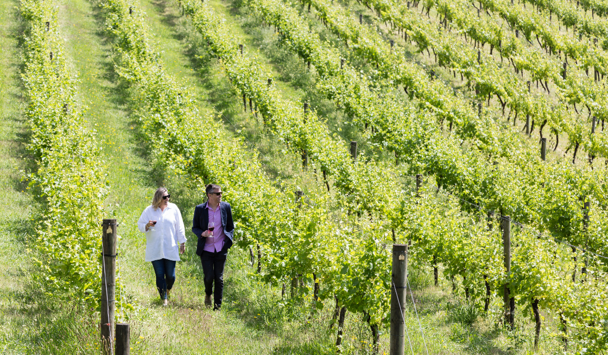 Hogget's surrounding vineyards
