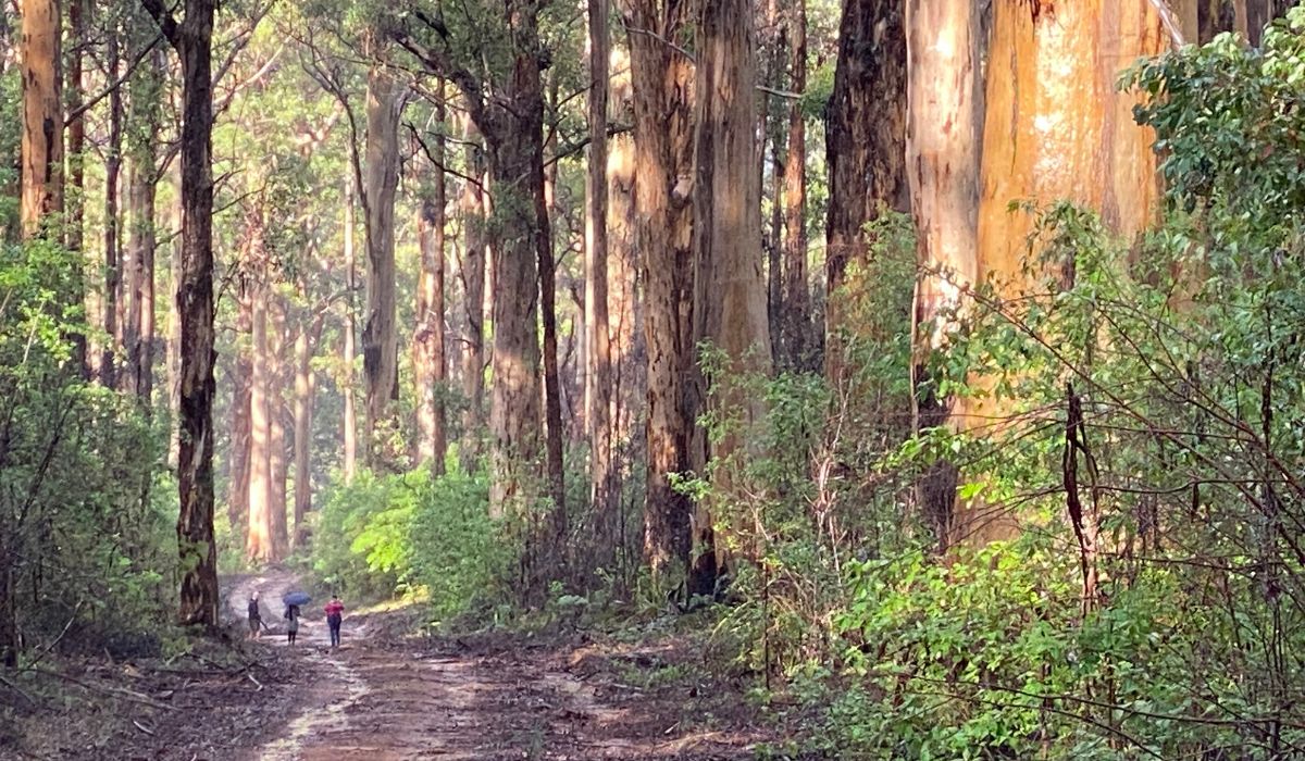 Karri forests, Pemberton Discovery Tours