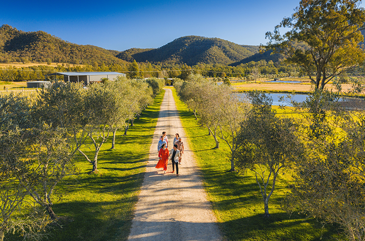 Destination NSW - vineyard