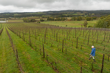 Fighting Gully Road Vineyard