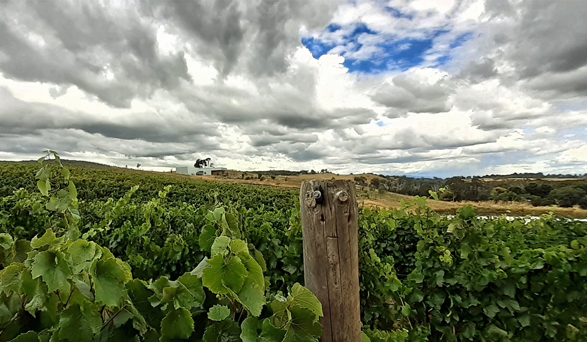 Willem Kurt Vineyard