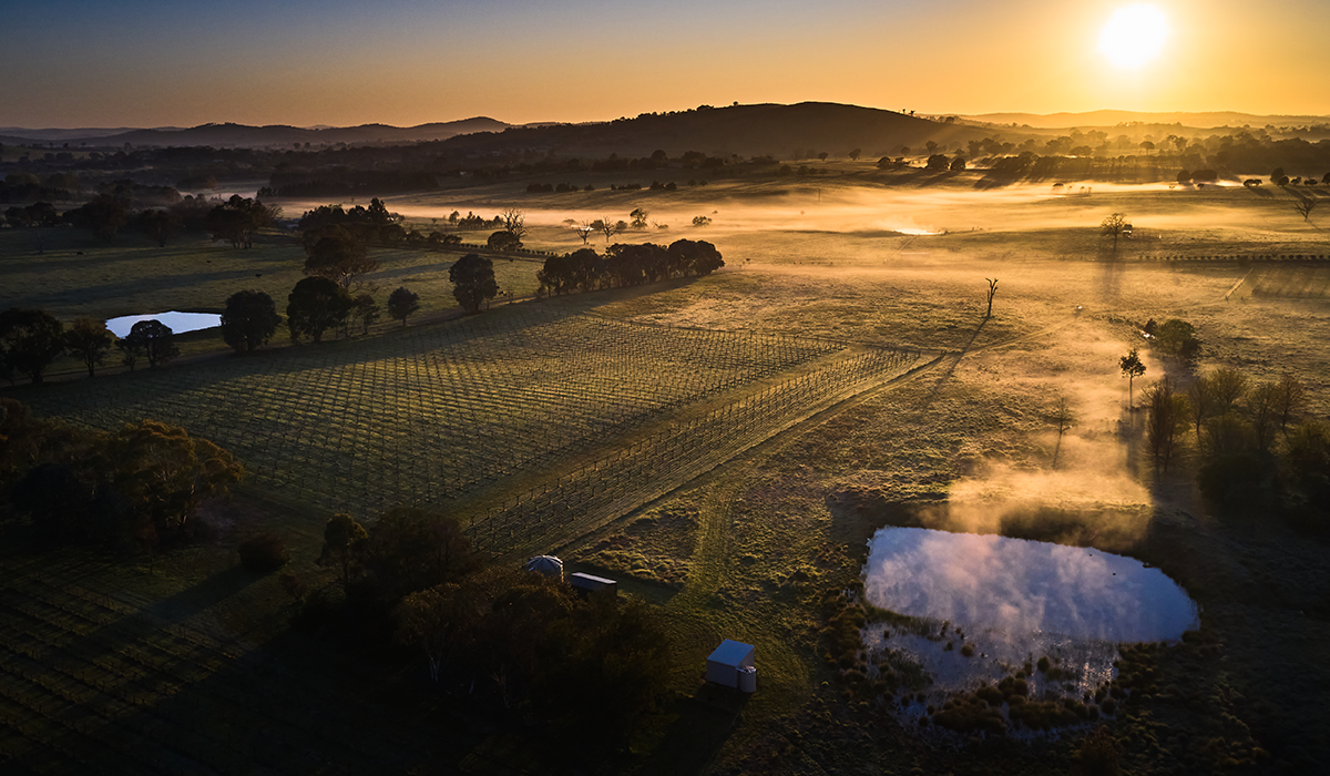 Eastern Vineyard