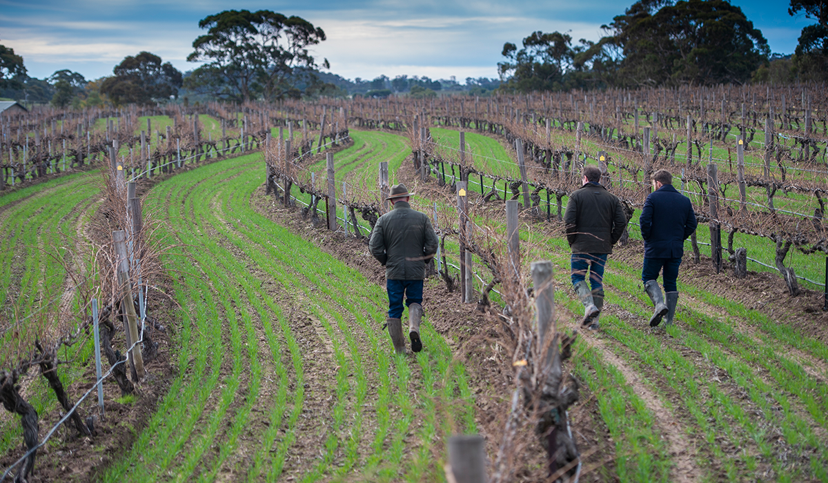 Peter, Tom and Sam Barry in the vineyards