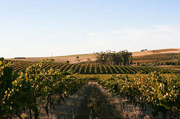 KILIKANOON vineyard