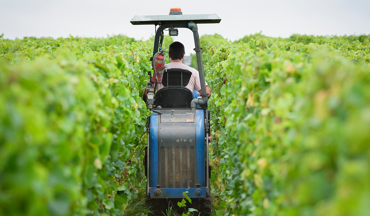 Tractor in the vineyard at Elanto