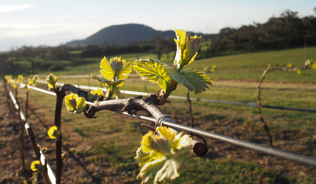 Vines at Attwoods Wines.