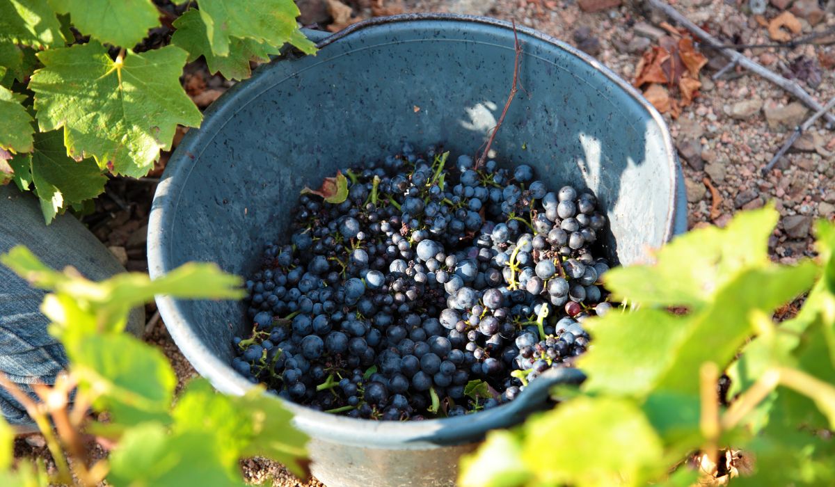 A bucket of freshly harvested red grapes