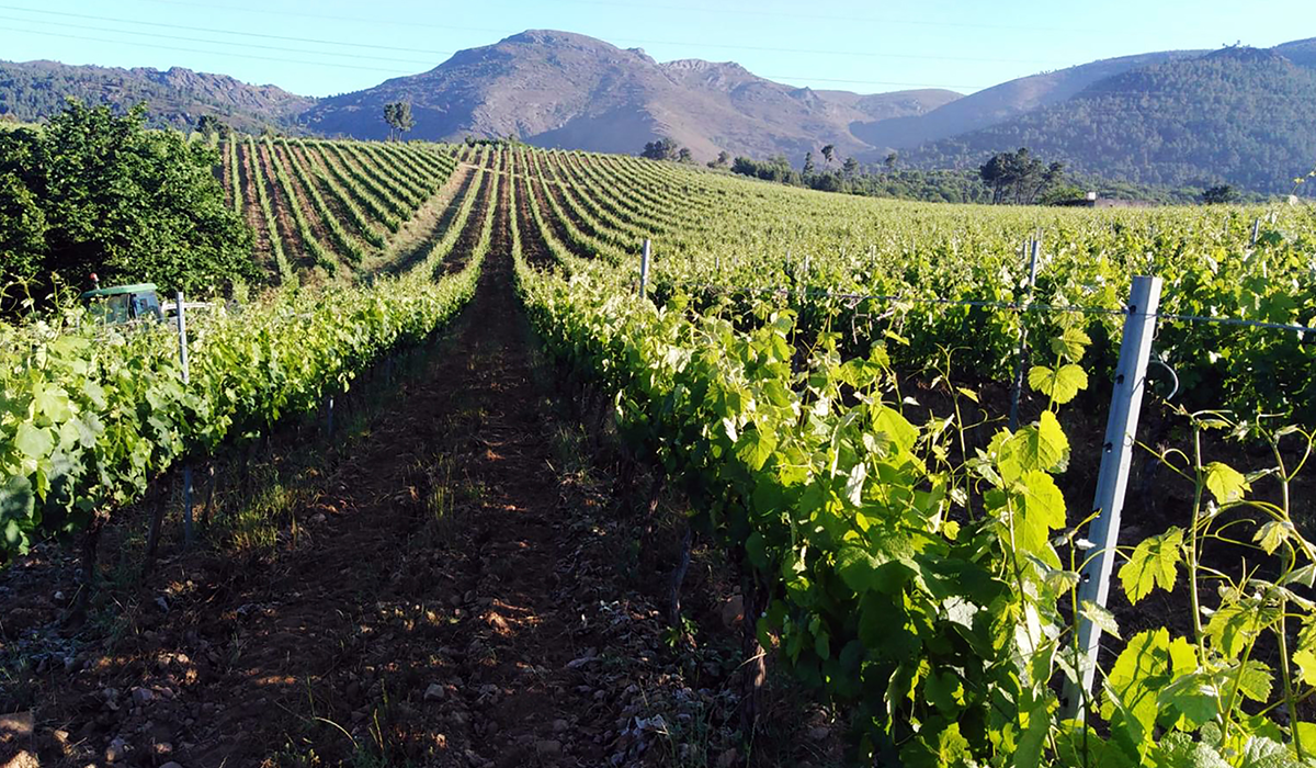 Godello vines at A Coroa in Valdeorras