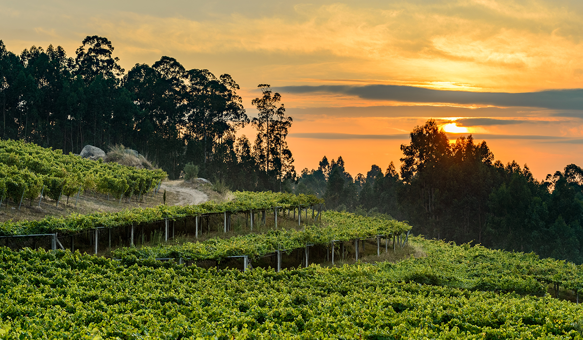 Pergola terracing in the Salnes Valley of Rias Baixas