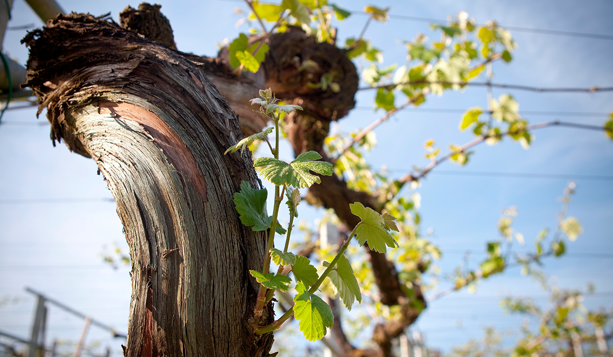 Gnarly vines at Pazo Señorans