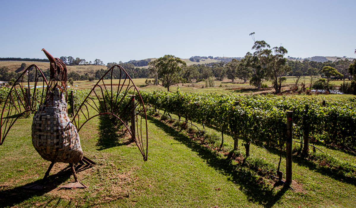 Gippsland Wine Company vineyard