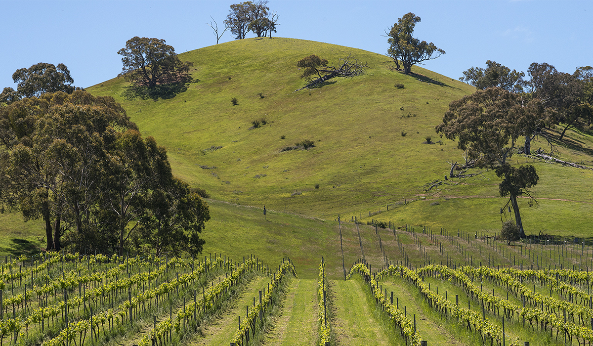 Mountainside Wines vineyard