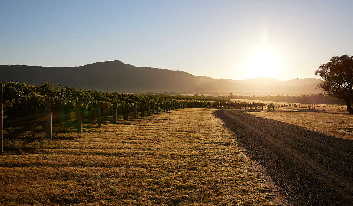 Mount Langi Ghiran vineyard