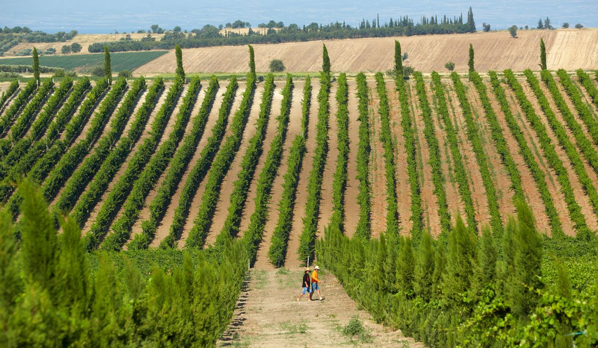 Greek winery
