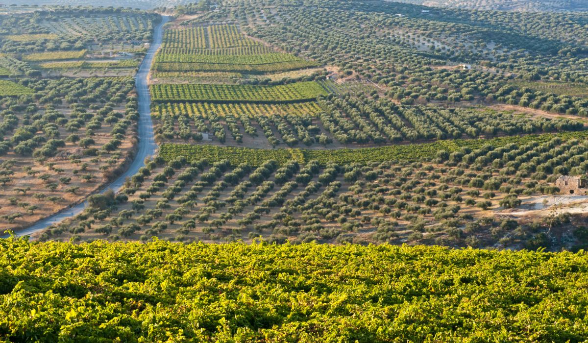Greek winery