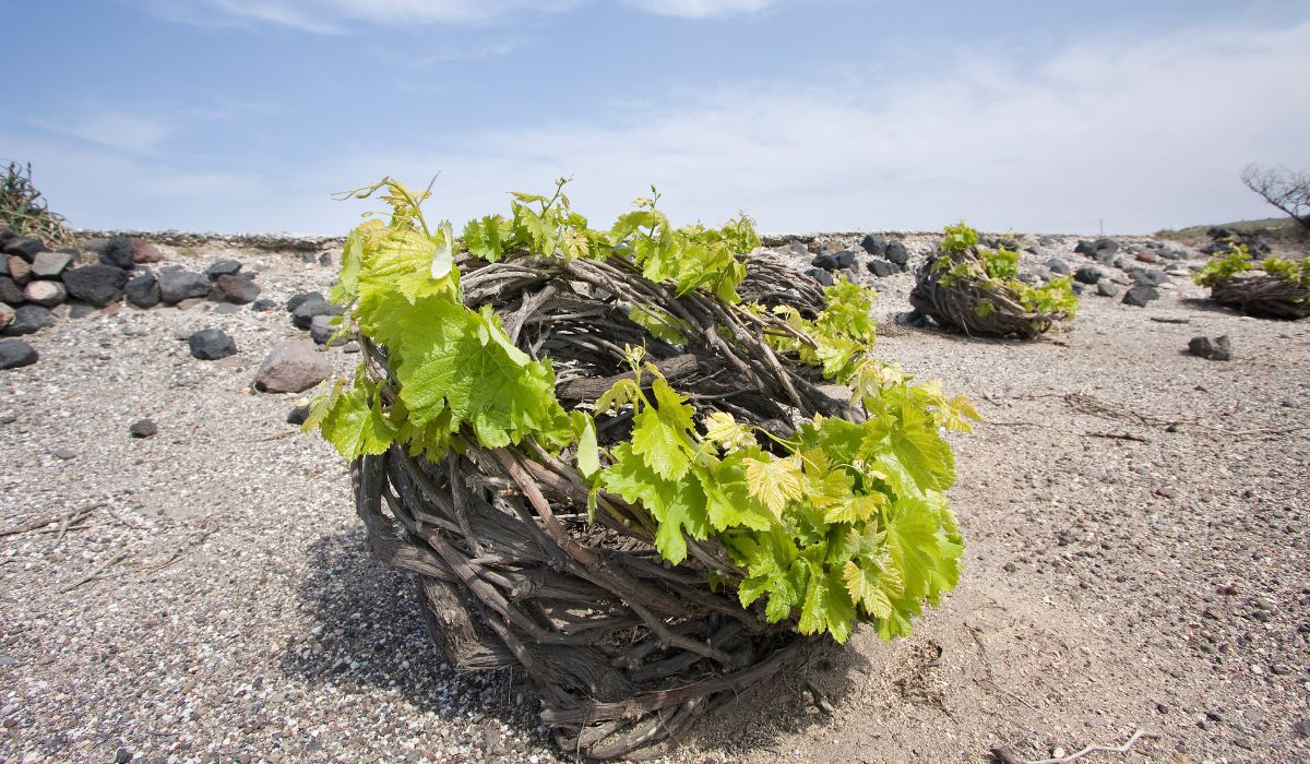 Greek winery