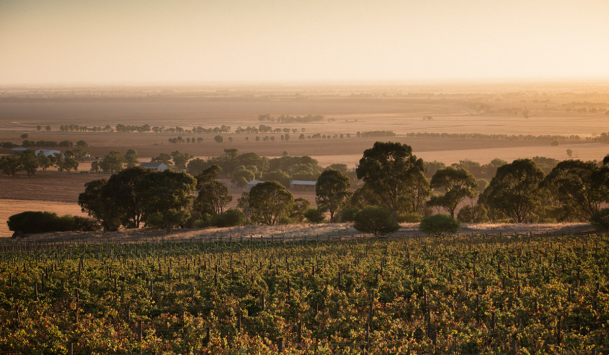 Chalmers vineyard