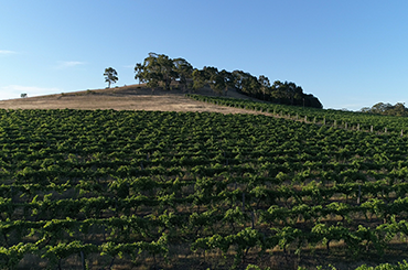 Heathcote vineyard
