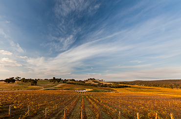 Sanguine vineyard