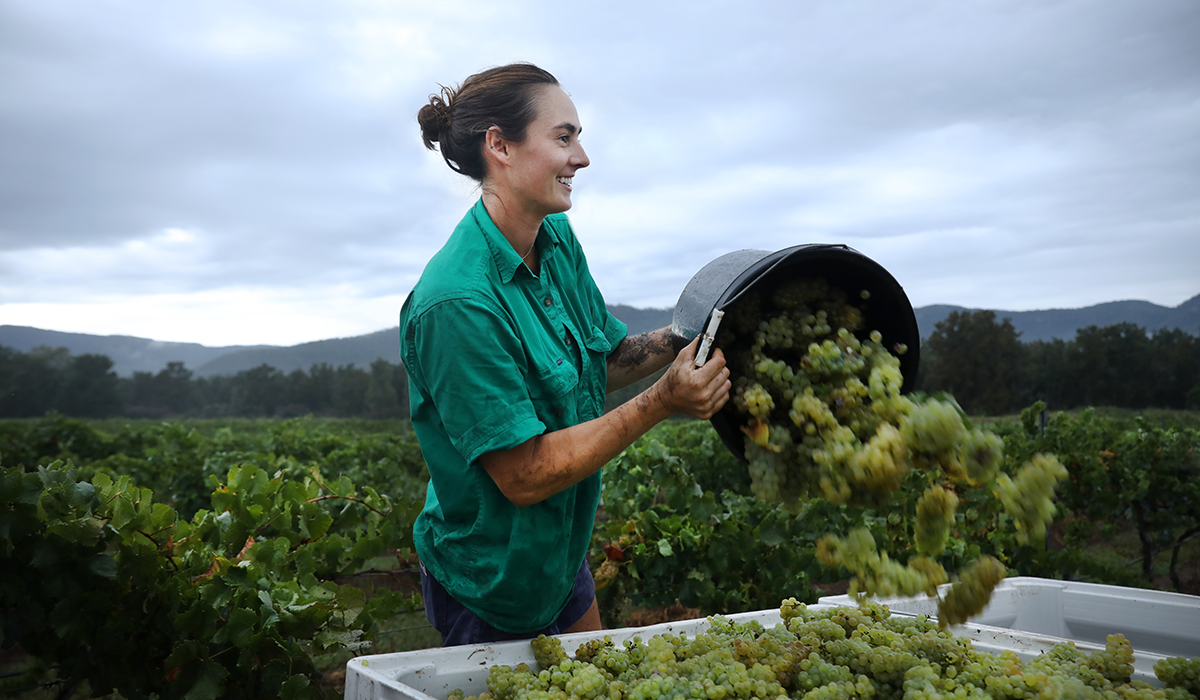 Alessa Margan tipping a bucket of grapes into a large bucket of grapes.