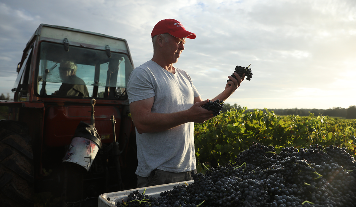 Andrew Thomas holding shiraz grapes