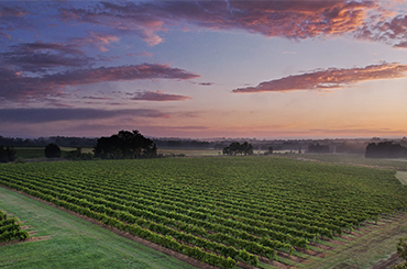 Thomas Wines' shiraz vineyards at dusk