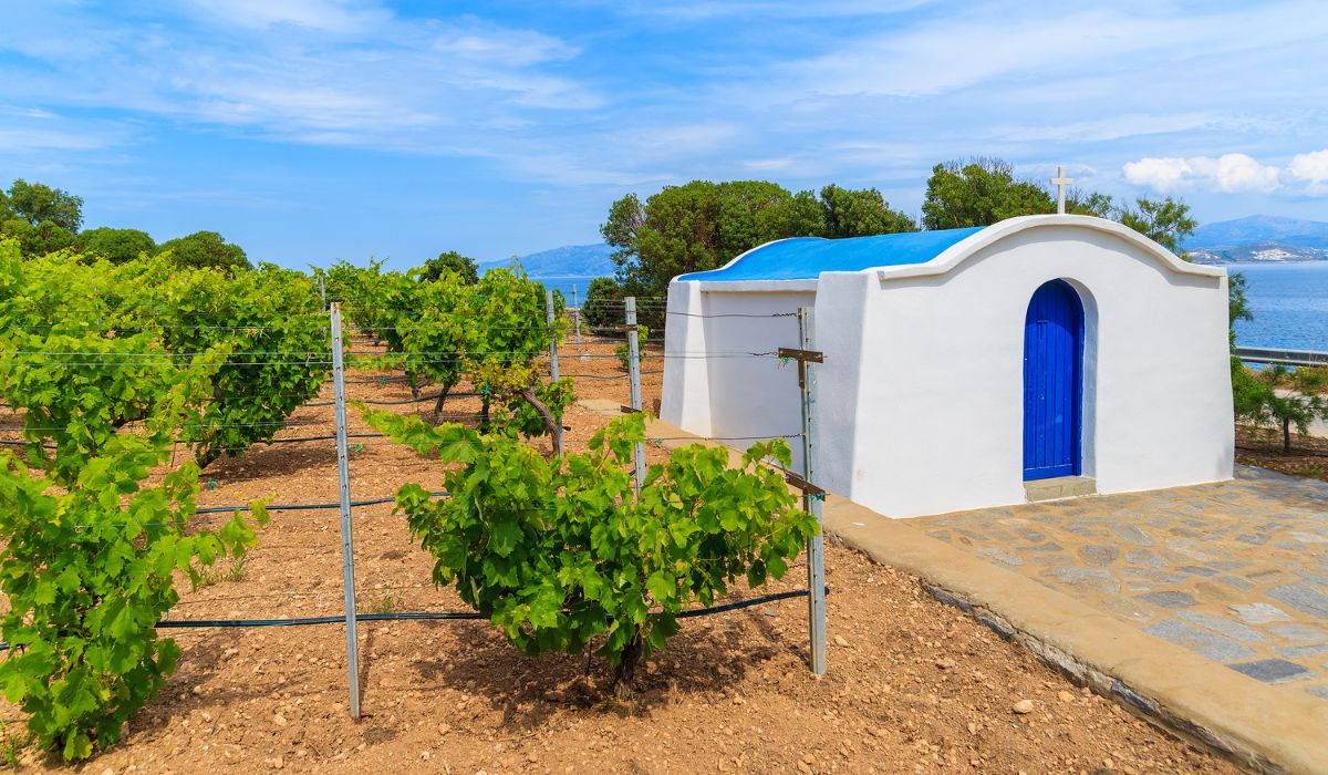 A vineyard on Santorini