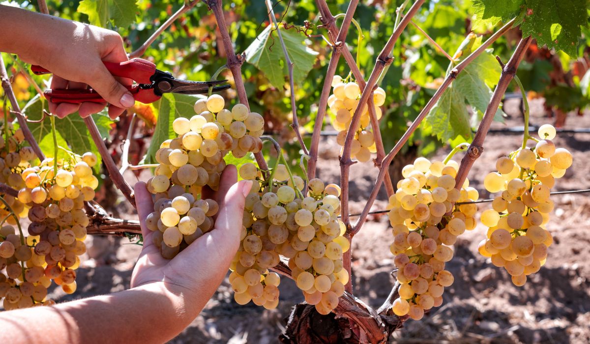 White vermentino grapes on the vine